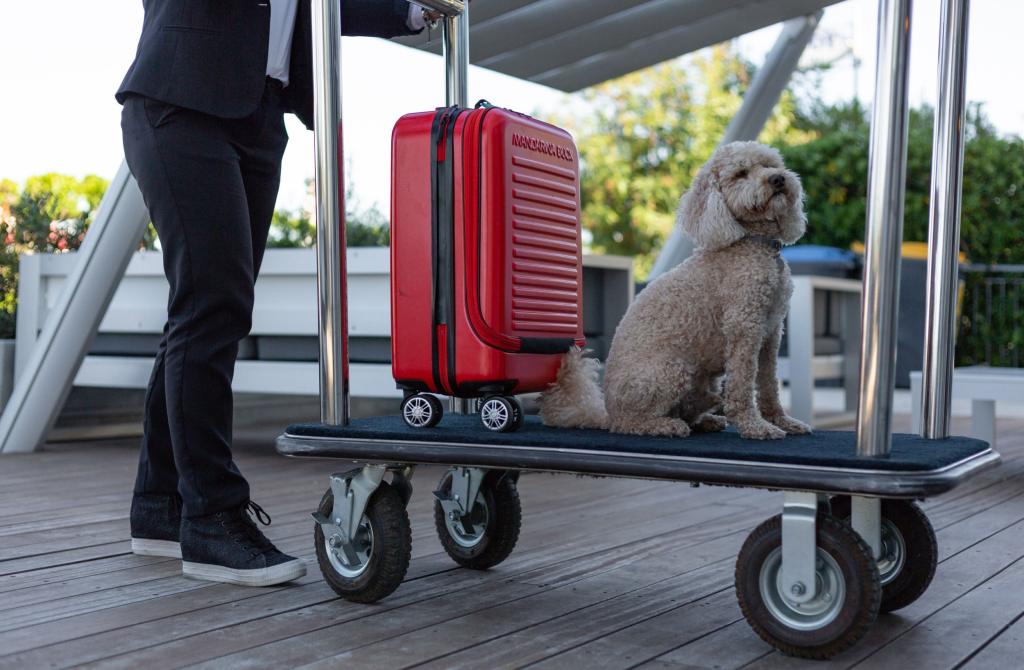 Cane seduto su carrello con valigia rossa, accanto a persona in abito nero.