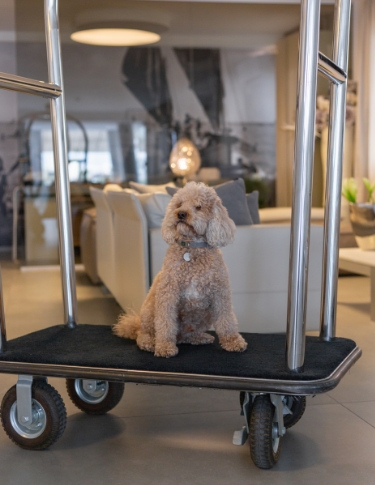 Cane seduto su un carrello in un ambiente moderno e accogliente.