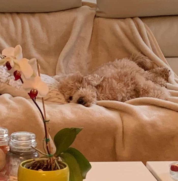 Cane dorme su coperta beige, con orchidea e barattoli sul tavolo.