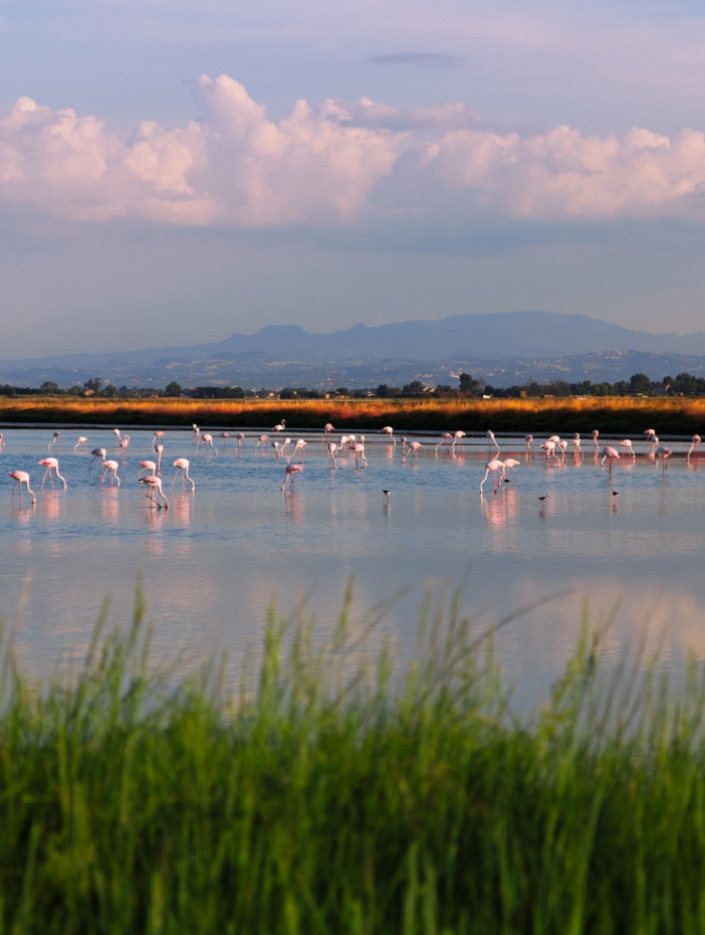 Fenicotteri rosa in un lago, con montagne e cielo nuvoloso sullo sfondo.