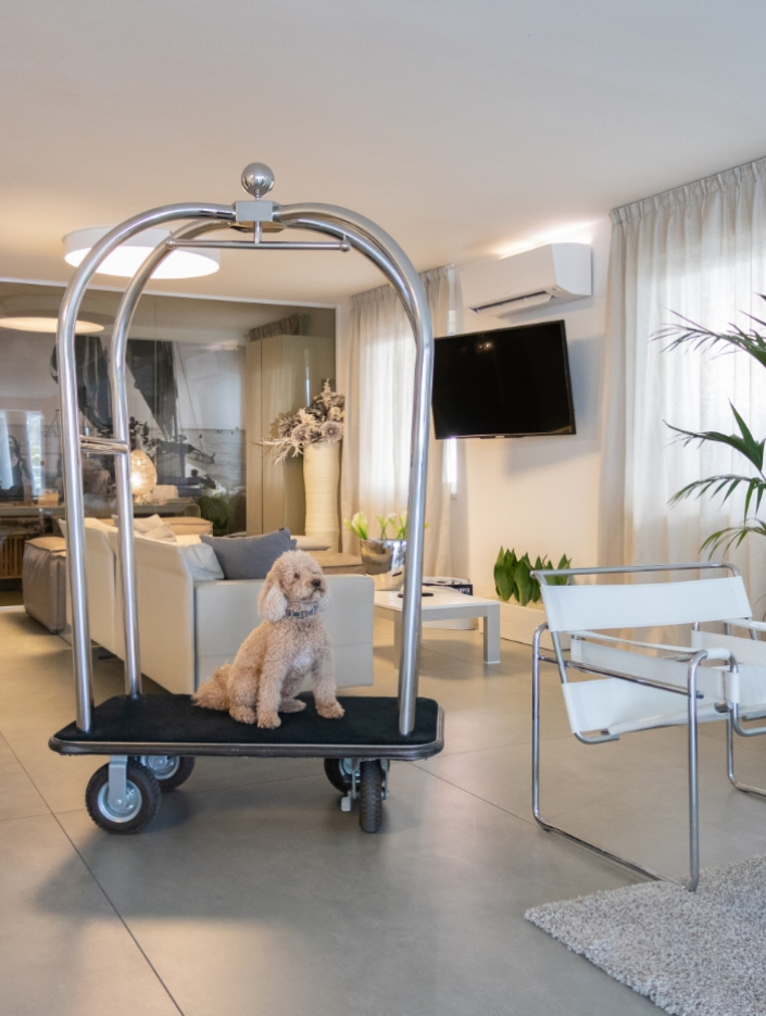 Un cane seduto su un carrello in un salotto moderno e luminoso.